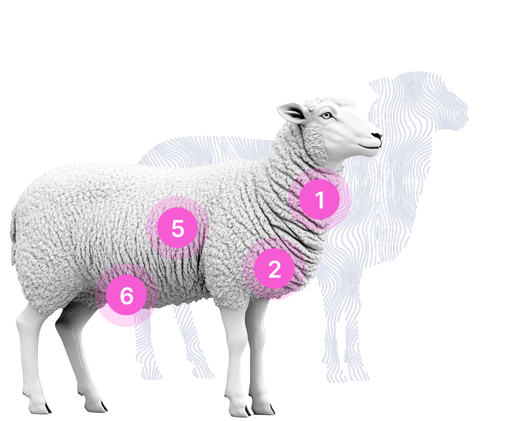 Vibrome® sheep biosignature body-zone scan showing respiratory cardiac gut and musculoskeletal health monitoring points